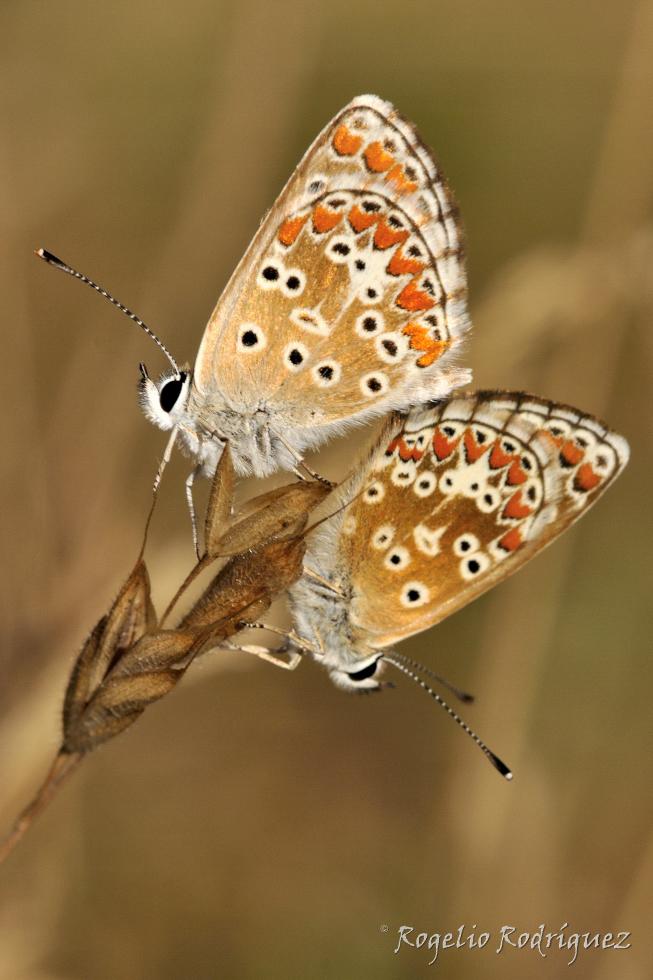 Pareja de Polyommatus